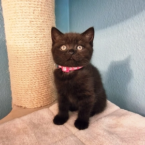 BKH Kitten mit Stammbaum 