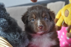 Mini Australian Shepherd Welpen mit Papieren 