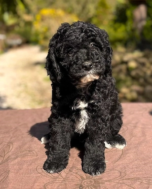 Kleinpudel x Lagotto Romagnolo - Lagottodoodle Welpe