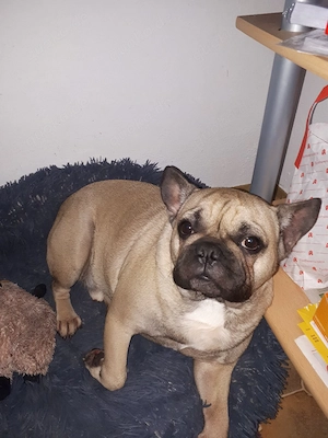 Verkaufe ein Bulldogge Mischling 