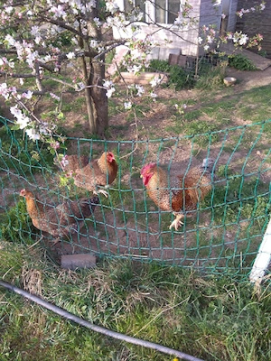 Bruteier Bielefelder Kennhuhn kennfarbig Groß ab 2.- EUR