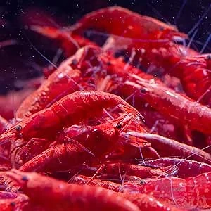 Rote Zwerggarnelen zu verschenken 