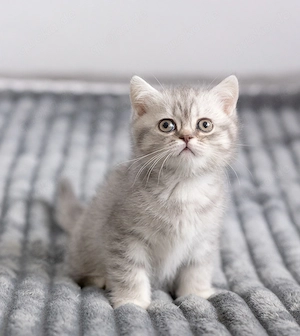 Reinrassige bkh Kitten