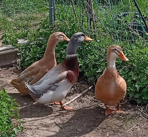 Bruteier reinrassigen Sachsenenten Ausstellungstiere