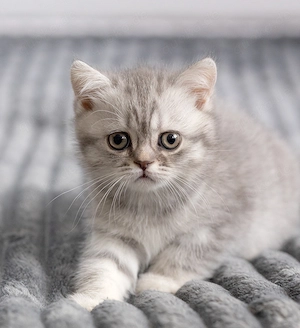 Reinrassige bkh Kitten