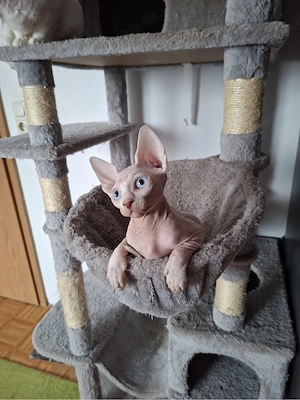 Sphynx Kitten