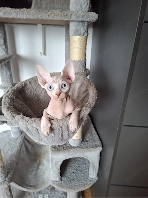Kätzhen Kanadische Sphynx