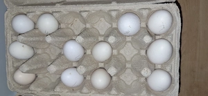 Bruteier Altenglische Zwergkämpfer 