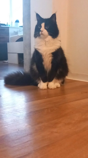 Main coon Mix krummel 