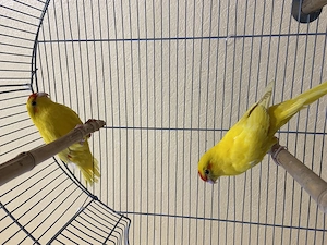 Ziegensittiche Männchen & Weibchen Sittiche