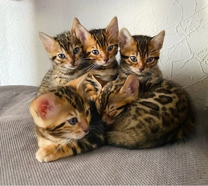 Reinrassige Bengalkitten