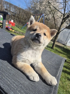  Shiba Inu Welpen,reinrassig (4 Reserviert)