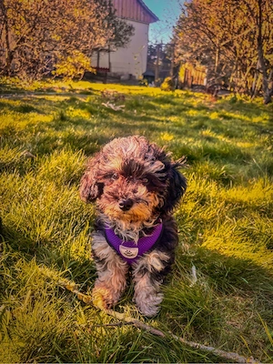 Zwergpudel Toypudel Rüde sucht sein Körbchen