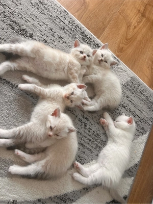 BKH Kitten zu verkaufen