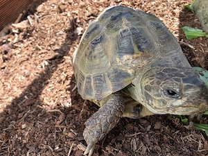 Testudo Horsfieldii Bock