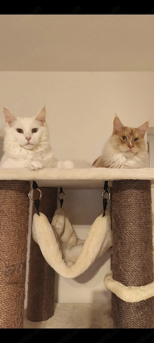 2 Coonnie's zu verkaufen 