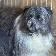 Gordie ca. 48 cm   kleiner Wuschelkopf