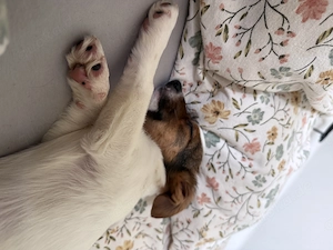  Jack Russell Terrier   klein, aber voller Energie