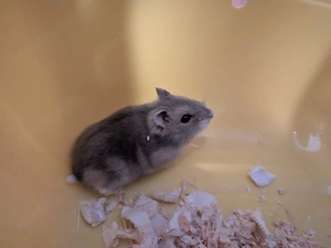 Hamster Männchen sucht mit Gehege und Zubehör neues Zuhause 
