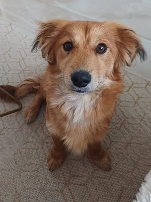 Mini Golden Retriever Mix Rüde 8 Monate 10 kg aus Kroatien