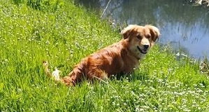 Mini Golden Retriever Mix Rüde 8 Monate 10 kg aus Kroatien