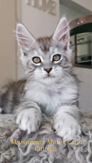 Goldiges Maine Coon Katerchen sucht.. 