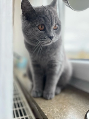 BKH Kitten, weiblich 8 Monate alt