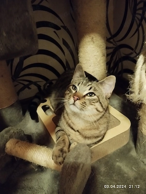 Spielgefährte gesucht für unseren Kater