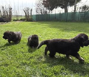 Deutsche Reinrassige Schäferhund Welpen mit geradem Rücken