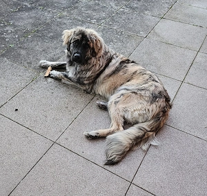 Berg Schäferhund Mischling Abzugeben Bild 2