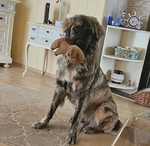 Berg Schäferhund Mischling Abzugeben