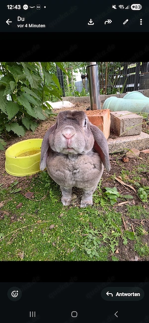 Zwergwidder Kaninchen Recwidder Bub kastriert