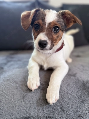 Jack Russell Terrier   klein, aber voller Energie