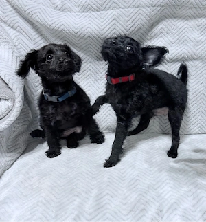 Pinnypoo Welpen, Toy Pudel Zwergpinscher Welpen