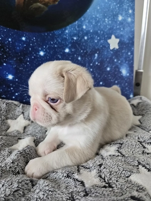 Mops Welpen (Altdeutsch) 