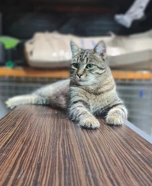 Rajah Verspieltes Tigermädel sucht spannende Familie 