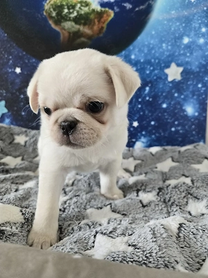 Mops Welpen (Altdeutsch) 