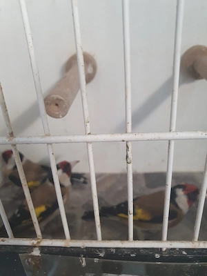 Europäische Stieglitz 