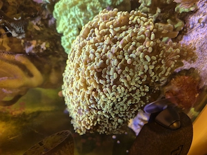 Korallen Ableger  Bild 2