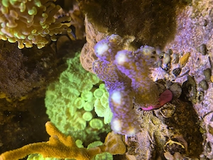 Korallen Ableger  Bild 5