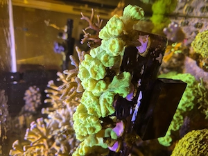 Korallen Ableger  Bild 4