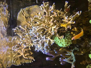 Korallen Ableger  Bild 3