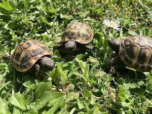 3 kleine Griechische Landschildkröten aus privater Zucht abzugeben Schlupf 2025