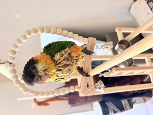 Junge handaufgezogene Grünzügelpapagei(2monate)