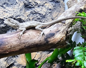 Hypsilurus magnus - Engelskopfagame -  Nachzuchten 2025