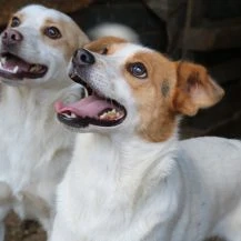 Marshell ca. 45 cm   träumt von mehr