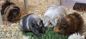 Meerschweinchen Gruppe