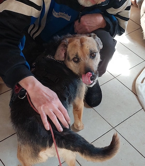 Sara (geb. ca. 2021) auf Pflegestelle 92364 Deining sucht eine Familie