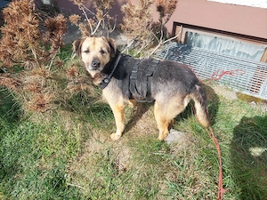 Sara (geb. ca. 2021) auf Pflegestelle 92364 Deining sucht eine Familie