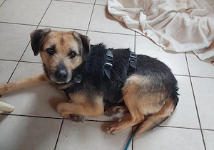 Sara (geb. ca. 2021) auf Pflegestelle 92364 Deining sucht eine Familie